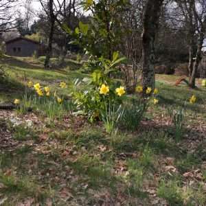 les-jonquilles-aux-chalets--300x300 chalets darbres les-jonquilles-aux-chalets--300x300